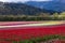 Tulip Flower Field