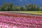 Tulip flower Field