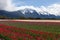 Tulip flower Field