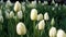 Tulip flower field. Flowers background.