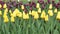 Tulip flower field. Flowers background.