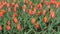 Tulip flower field. Flowers background.