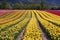 Tulip flower fields