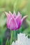 Tulip flower Fontainebleau