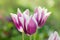 Tulip flower Fontainebleau
