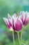 Tulip  flower Fontainebleau