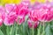 Tulip flower with green leaf background in tulip field at winter or spring day for postcard beauty decoration and agriculture