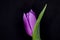 Tulip Flower Head