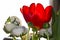 Tulip flower and lisiantus