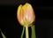 Tulip flower macro background high quality tulipa aximensis family liliaceae prints