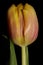 Tulip flower macro background high quality tulipa aximensis family liliaceae prints