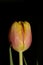 Tulip flower macro background high quality tulipa aximensis family liliaceae prints