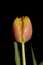 Tulip flower macro background high quality tulipa aximensis family liliaceae prints