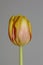 Tulip flower macro background high quality tulipa aximensis family liliaceae prints