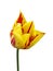 Tulip flower `Mona Lisa` stripes or flames of red, yellow backg