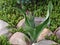 Tulip flower and moss in a rocky garden.