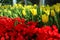 Tulip flower .Multi-colored tulip garden. beautiful garden of colorful flowers.