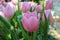 Tulip flower .Multi-colored tulip garden. beautiful garden of colorful flowers.