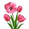 Tulip flower pink