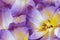 Tulip flower purple.   Floral spring background.   Close-up.