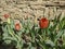 Tulip flower in red. Isolated transparent png attached