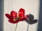 Tulip flower in red. Semi transparent shadow behind