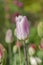 Tulip flower Siesta