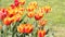 Tulip flower spring scene