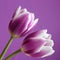 Tulip flower : Valentines / Mothers Day Stock Phot