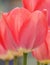 Tulip flower is very delicate and beautiful