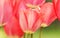 Tulip flower is very delicate and beautiful