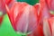 Tulip flower is very delicate and beautiful