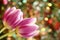 Tulip Flower Wallpaper - Easter Card Stock Photo