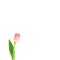 Tulip flower on white background. Flat lay, top view. Lovely greeting card with tulips for Mother`s day, wedding or happy event