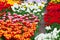 Tulip flowerbed, red, yellow, white