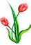 Tulip flowers