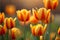 Tulip flowers. Beautiful bouquet of tulips. colorful tulips. tulips in spring,colourful tulip