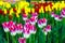 Tulip flowers bloom in spring background of blurry tulips in a tulip flowers garden