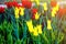 Tulip flowers in bloom spring background of blurry tulips in a tulip garden. Selective focus