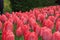 Tulip Flowers Blooming Netherlands Colour Keukenhof Amsterdam