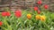 Tulip flowers blooming in Spring. Colorful tulips blooms swaying in the wind. slow horizontal motion