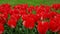 Tulip flowers with deep red petals. forming flower arrangement background