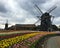 Tulip flowers field in front of a windmill