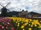 Tulip flowers field in front of a windmill