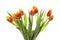 Tulip flowers and foliage