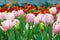 Tulip flowers in garden . Pink and red color