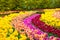 Tulip flowers garden in spring background or pattern