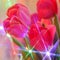 Tulip flowers : Greeting Card - Blur Stock Photos