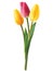 Tulip flowers isolated.