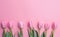 Tulip flowers pink background. Summer minimal banner. Spring, summer, nature concept. Floral design element. Pink